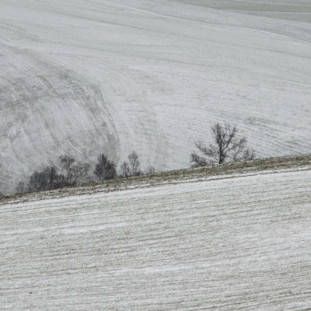 A snowfall (13)